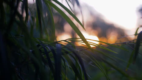 Handheld-Close-Up-of-Leaves-In-Sunset