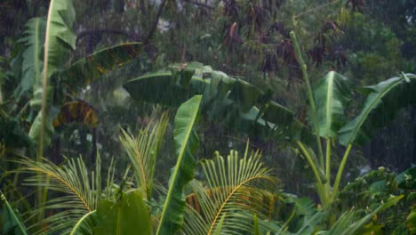 Long-Shot-of-Rain-Fall-In-a-Tropical-Forest-