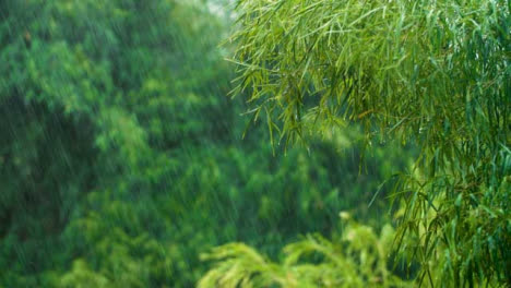 Long-Shot-of-a-Rain-Storm-In-Tropical-Forest-