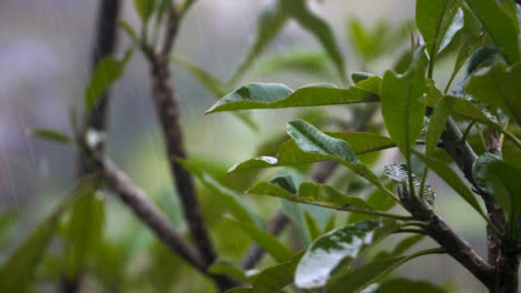 Close-Up-Shot-of-Rain-Falling-On-Leaves