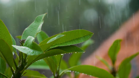 Close-Up-Shot-Rain-Drops-Falling-On-Leaves