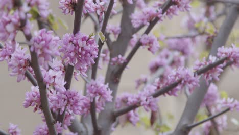 Extreme-Close-Up-Shot-of-Pink-Blossom-Tree-Branches