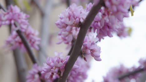 Extreme-Close-Up-Shot-of-Blossom-Tree-Branches