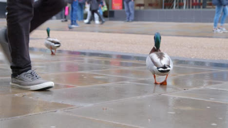 Handheld-Shot-of-Ducks-On-Busy-Street