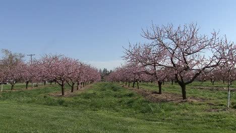 Ontario-Canada-apple-orchard-in-bloom