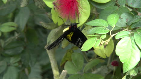 Costa-Rica-Golden-Birdwing-Butterfly-Se-Alimenta-De-Una-Flor-Roja