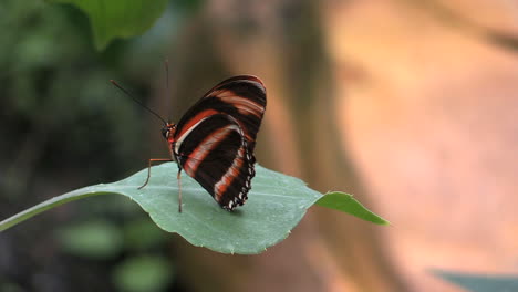 Costa-Rica-Mariposa-Negra,-Roja-Y-Amarilla-En-Una-Hoja.mov