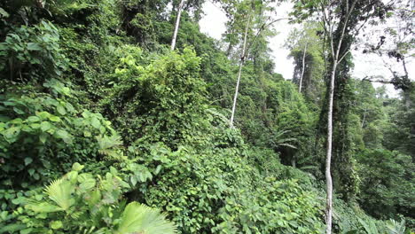 Costa-Rica-Bewegt-Sich-Am-Regenwald-Vorbei
