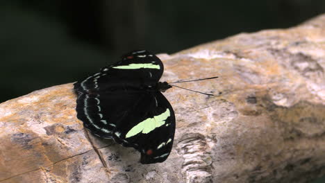 Costa-Rica-rainforest-black-and-yellow-butterfly