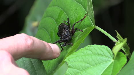 Costa-Rica-rainforest-black-bug-on-leaf-with-finger