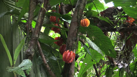 Costa-Rica-rainforest-orange-fruits-on-branch