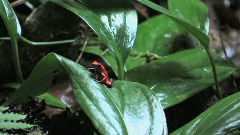 Costa-Rica-rainforest-poison-dart-frog-on-green-leaf