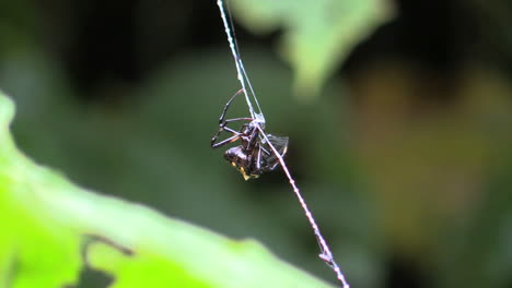 Costa-Rica-rainforest-spider-on-web-spinning-around-bug