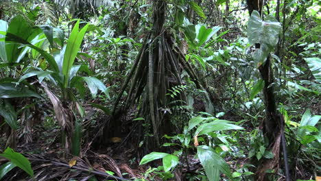 Costa-Rica-rainforest-tree-root-detail