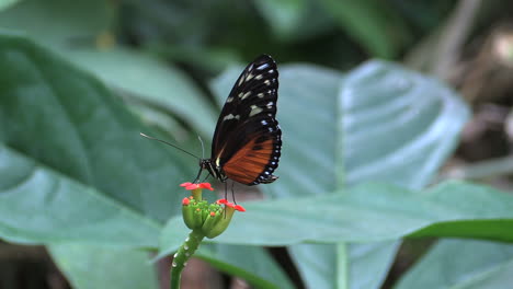 Costa-Rica-rainforest-zooms-on-butterfly-that-flies-off