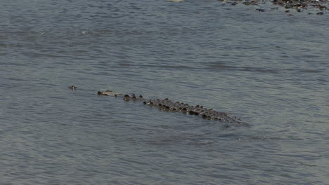 Costa-Rica-stream-with-a-crocodile-swimming