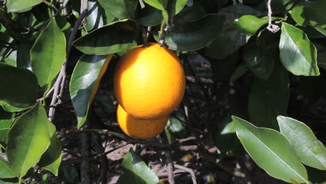 Florida,-Naranja,-Colgado,-En,-árbol