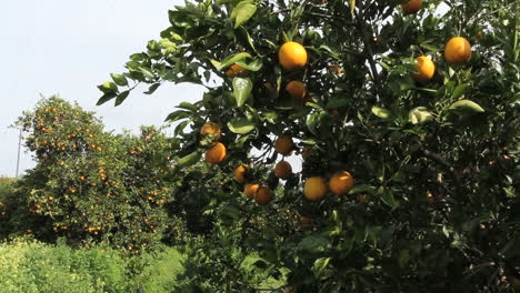 Florida-oranges-on-a-tree