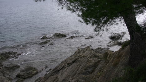 France-Riveria-coast-pine-leans-over-rocks