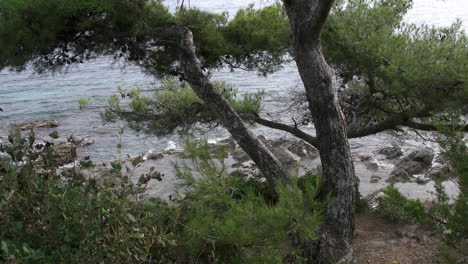France-Riveria-coast-view-through-shore-pine