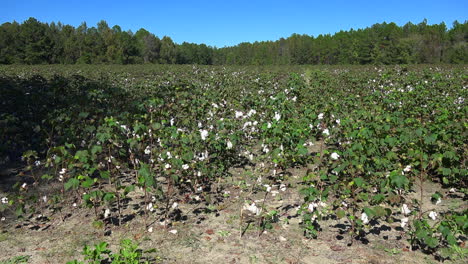 Georgia-cotton-growing-zoom-in