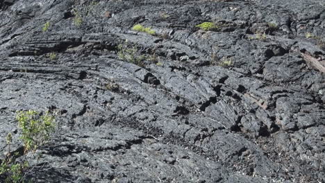 Lava-Beds-National-Monument-plants-in-lava-pan