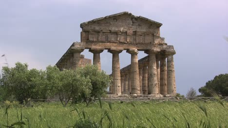 Italy-Paestum-Temple-of-Athena-with-olive-trees
