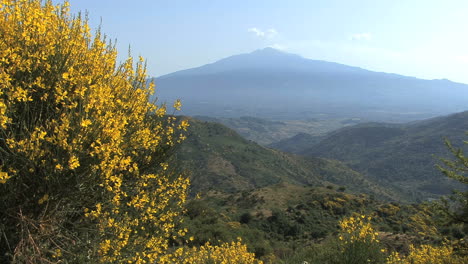 Sicily-Etna-and-Mount-Etna-broom-Genista-aetnensis