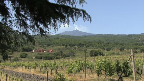 Sicily-Etna-and-vineyard-view