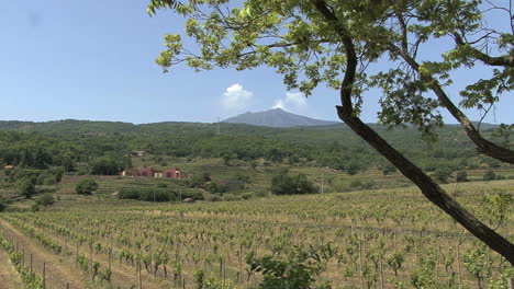 Sicily-Etna-and-vineyard-with-tree-frame
