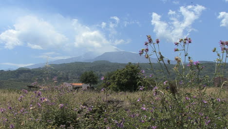 Sicily-Etna-and-weeds
