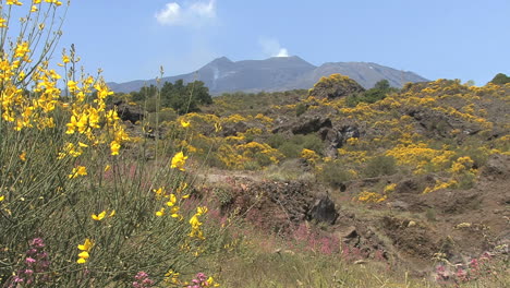 Sicily-Etna-lava-and-broom-flowers