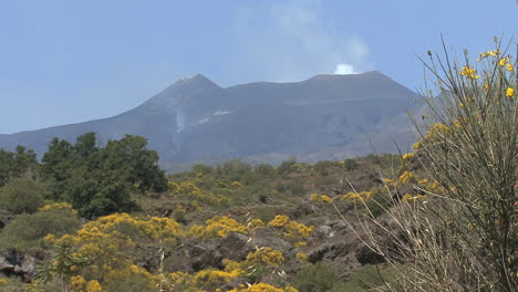 Sicily-Etna-lava-and-flowers-of-broom-plant