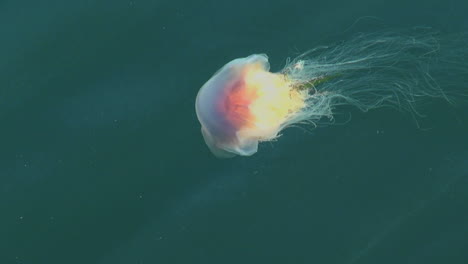 Stavanger-Norway-jellyfish