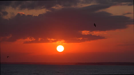 South-Carolina-birds-at-sunset