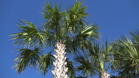 South-Carolina-coastal-palm-tree