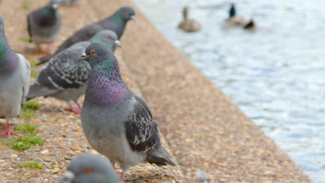 Close-Up-Shot-of-Pigeons-Sitting-Next-to-River