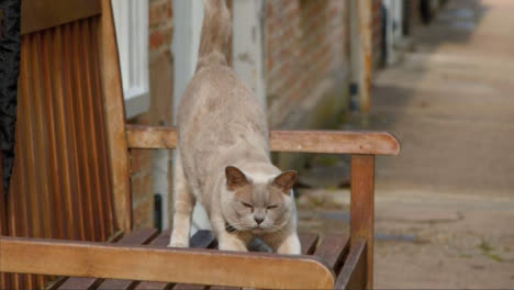 Close-Up-Shot-of-Domestic-Cat-Stretching-and-Jumping-Off-Bench
