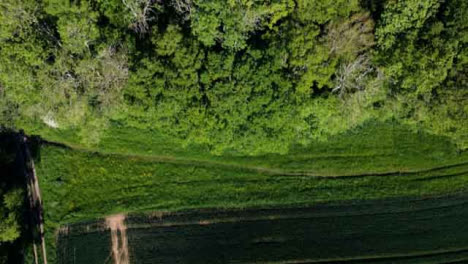 Drone-Shot-Flying-Over-Field-and-Trees