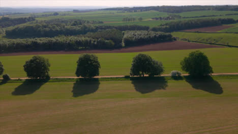 Drone-Shot-Flying-Over-Agricultural-Field-Looking-at-Trees