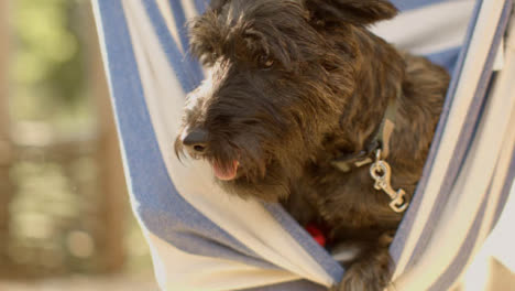 Close-Up-Shot-of-Small-Black-Dog-Sitting-In-Hammock-Chair-at-Sunset