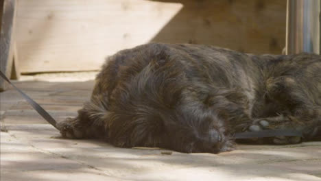 Mittlere-Aufnahme-Eines-Kleinen-Schwarzen-Hundes,-Der-Sich-Im-Schatten-Entspannt-Relaxing
