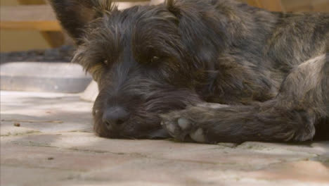 Close-Up-Shot-of-Small-Black-Dog-Relaxing-In-Shade