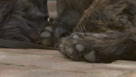 Close-Up-Shot-of-Small-Black-Dogs-Paws-as-He-Relaxes-In-Shade