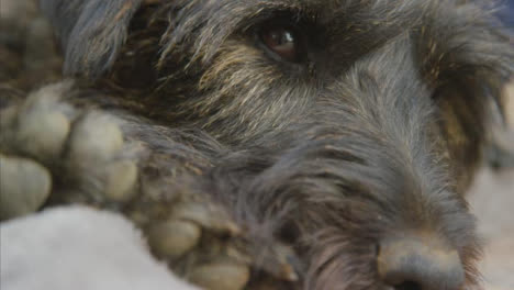 Extreme-Close-Up-Shot-of-Small-Black-Dog-as-He-Relaxes-In-Shade