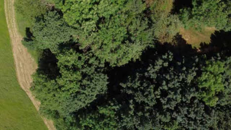 Drone-Shot-Looking-Down-On-Trees-as-It-Ascends-and-Rotates