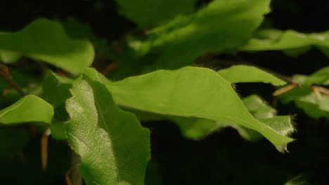 Extreme-Nahaufnahme-Einiger-Pflanzenblätter