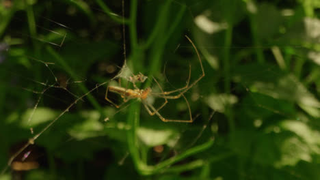 Extreme-Nahaufnahme-Einer-Spinne-Im-Netz