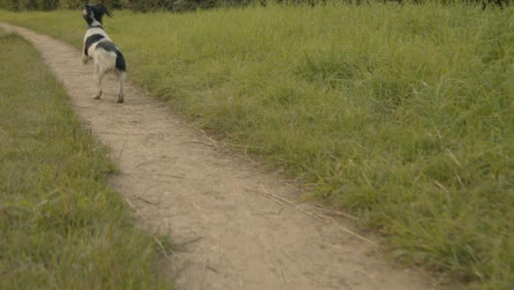 Tracking-Shot-of-Dog-Running-Along-Rural-Path