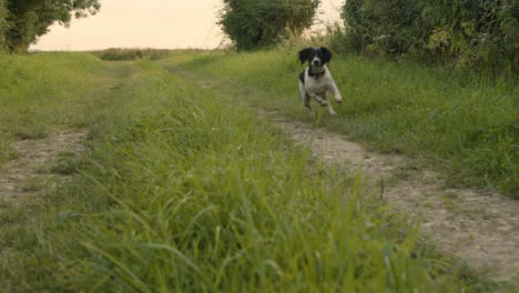 Tracking-Shot-of-Dog-Running-Along-Rural-Footpath
